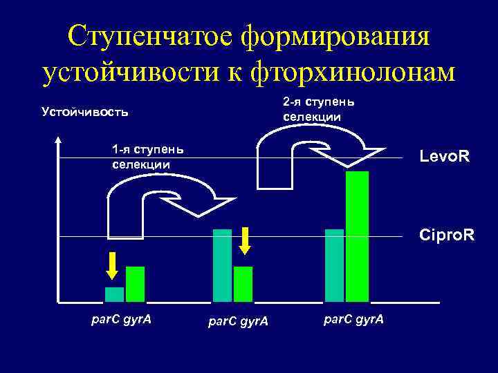 Ступенчатое формирования устойчивости к фторхинолонам 2 -я ступень селекции Устойчивость 1 -я ступень селекции