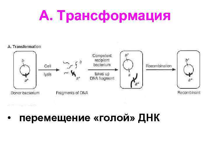 A. Трансформация • перемещение «голой» ДНК 