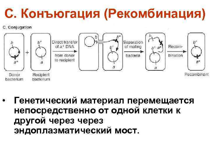 Процесс конъюгации