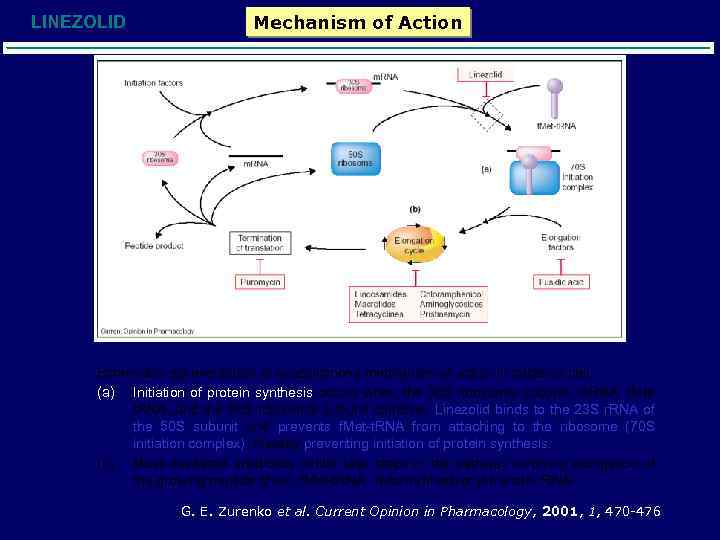 LINEZOLID Mechanism of Action Schematic representation of oxazolidinone mechanism of action in bacterial cell.
