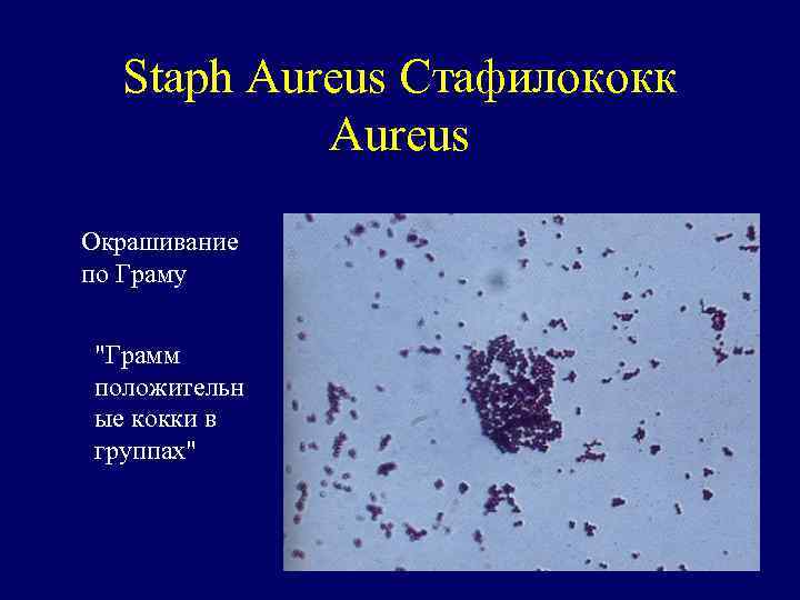 Стафилококки окраска. Стафилококк ауреус окраска по Граму. Окраска по Граму стафилококков.