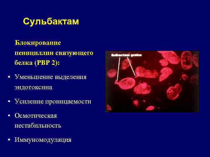 Сульбактам Блокирование пенициллин связующего белка (PBP 2): • Уменьшение выделения эндотоксина • Усиление проницаемости