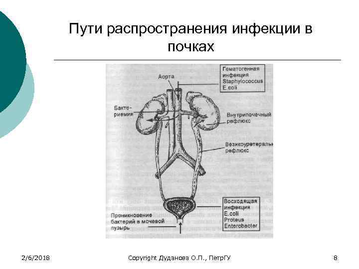 Пути распространения инфекции в почках 2/6/2018 Copyright Дуданова О. П. , Петр. ГУ 8