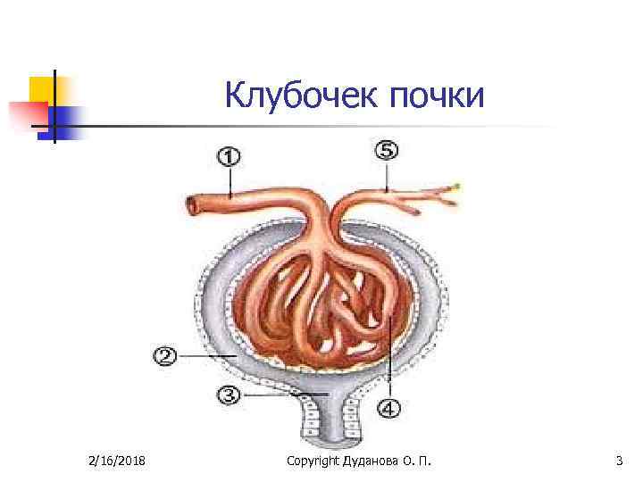 Почечный клубочек. Строение почечного клубочка гломерулы. Клубочек почки гломерулонефрит. Гломерулонефрит клубочки. Почечный клубочек схема.