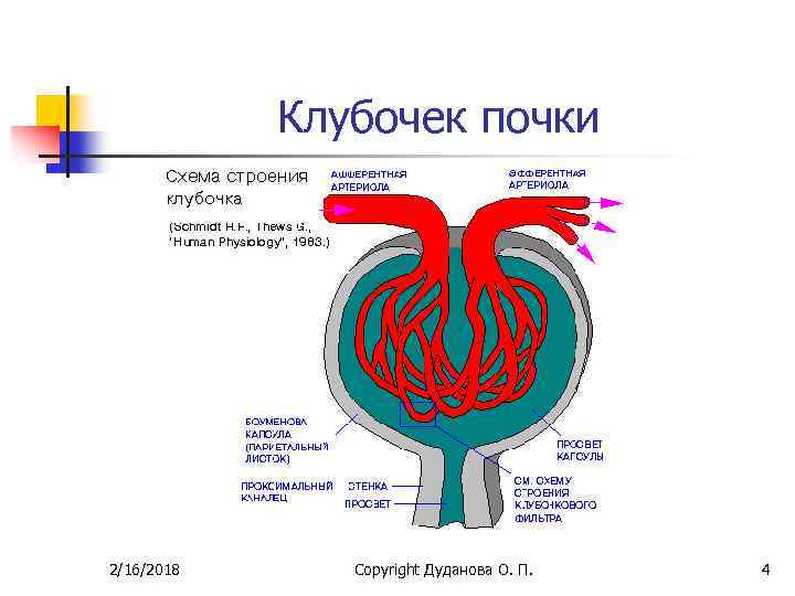 Почечный клубочек