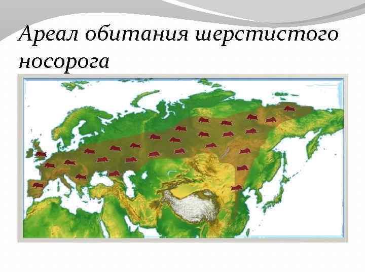 Где находятся волки карта. Ареал обитания Мамонтов. Ареал обитания Мамонтов карта. Шерстистый носорог ареал обитания. Ареал распространения шерстистого носорога.