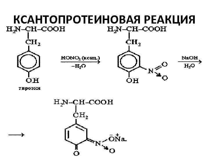 Белки с азотной кислотой. Ксантопротеиновая реакция обнаружения ароматических аминокислот. Ксантопротеиновая реакция на тирозин. Ксантопротеиновая реакция белка формула. Ксантопротеиновая реакция уравнение реакции.