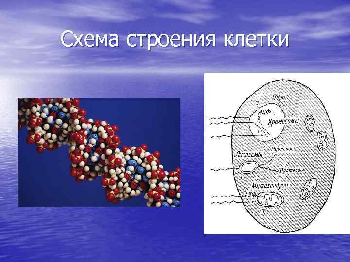 Схема строения клетки 