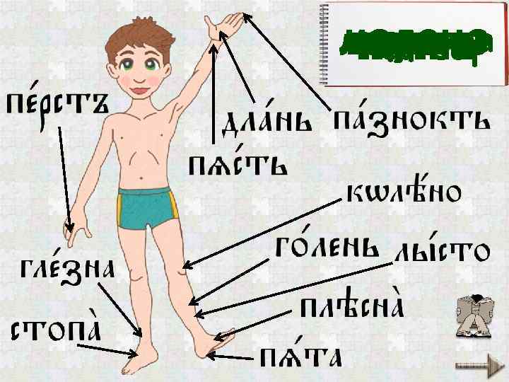 лодыжка колено ладонь голень ступня ноготь кисть палец пятка 