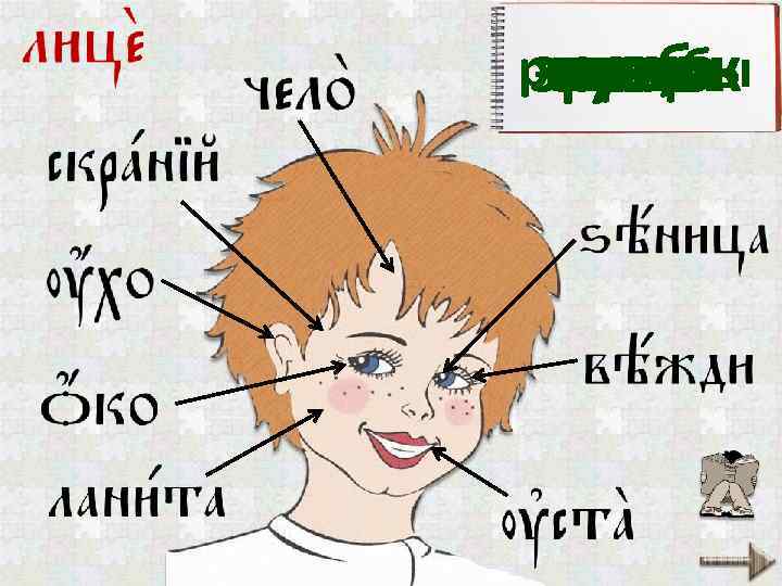 рот, губы зрачок висок щека лицо веко глаз лоб ухо 