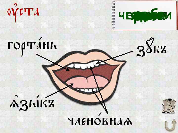 зуб челюсти горло язык рот 