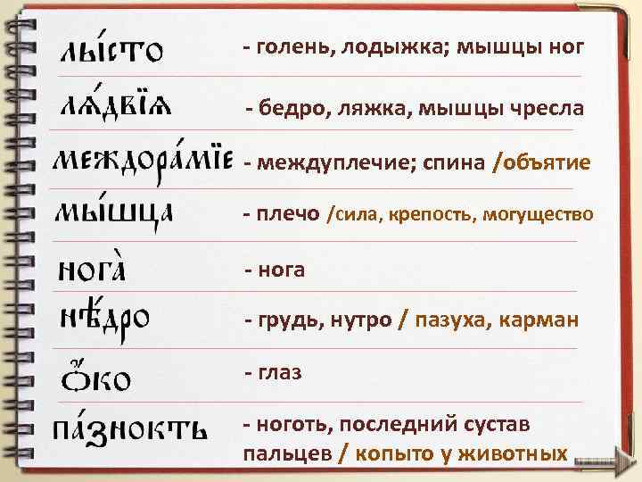 - голень, лодыжка; мышцы ног - бедро, ляжка, мышцы чресла - междуплечие; спина /объятие