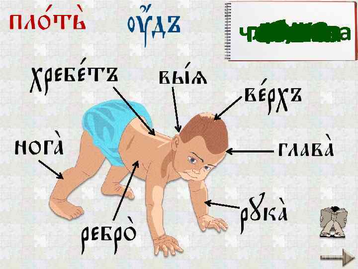 рука темя тело член тела шея спина нога бок голова 