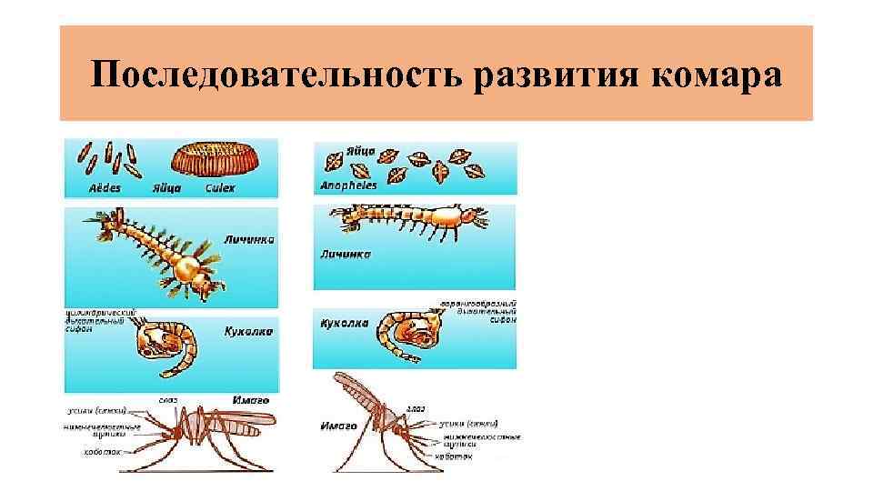 Последовательность развития комара 