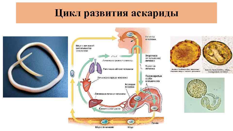 Цикл развития аскариды 