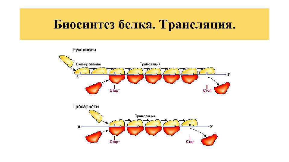 Биосинтез белка. Трансляция. 