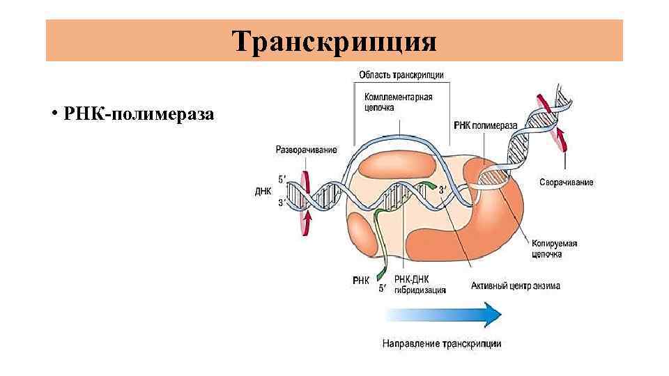 Транскрипция • РНК-полимераза 