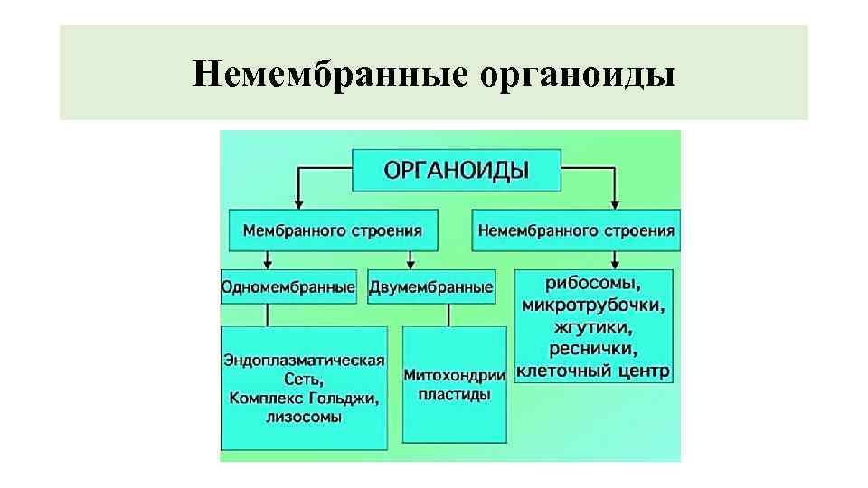 Немембранные органоиды 