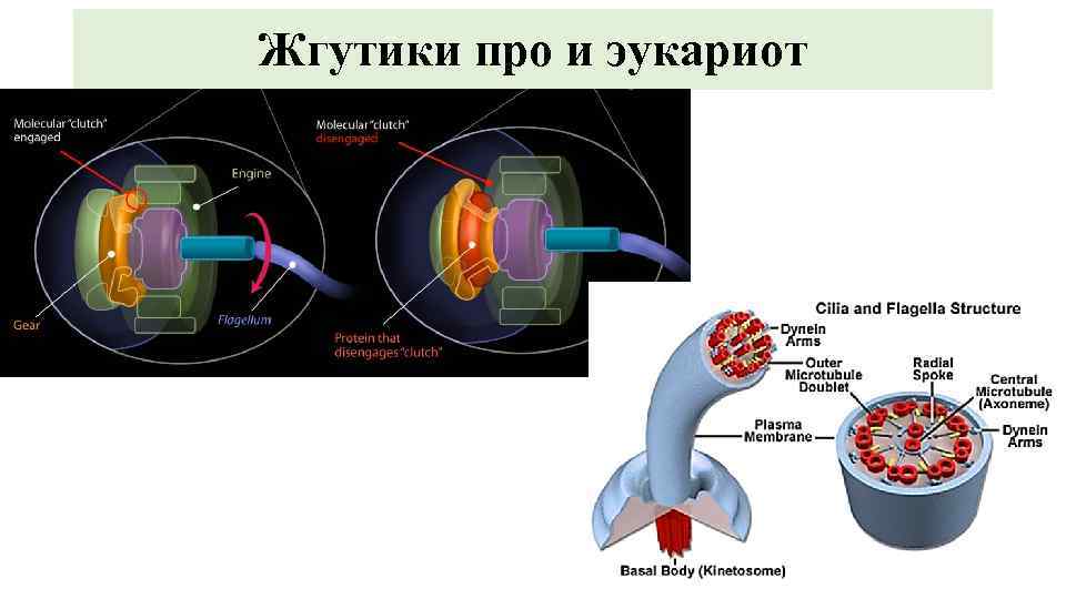 Жгутики про и эукариот 