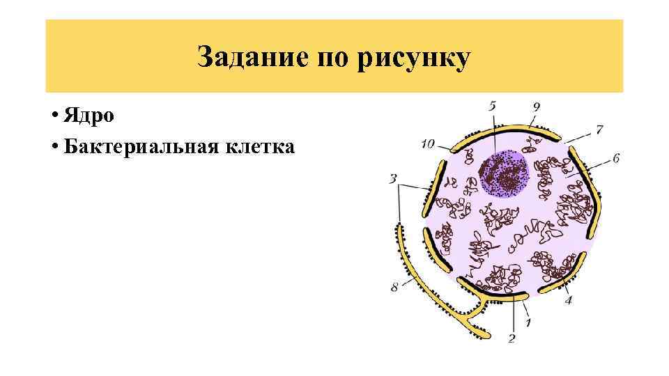 Задание по рисунку • Ядро • Бактериальная клетка 