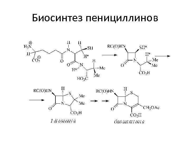 Биосинтез пенициллинов 