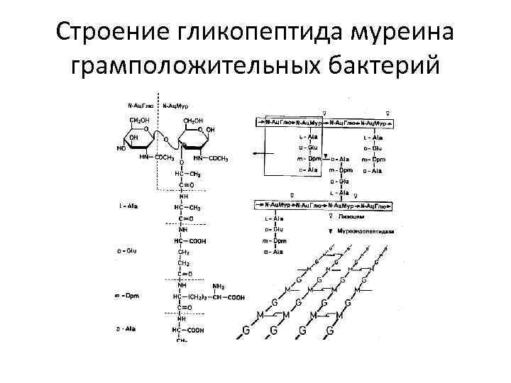 Строение гликопептида муреина грамположительных бактерий 