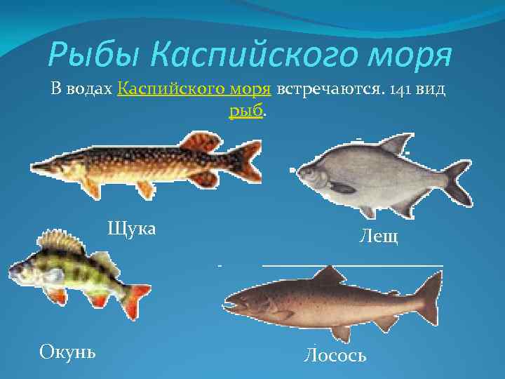 Название рыбы по фото определить