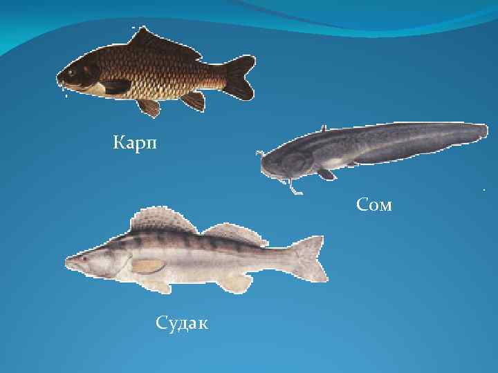 Карп Сом Судак 