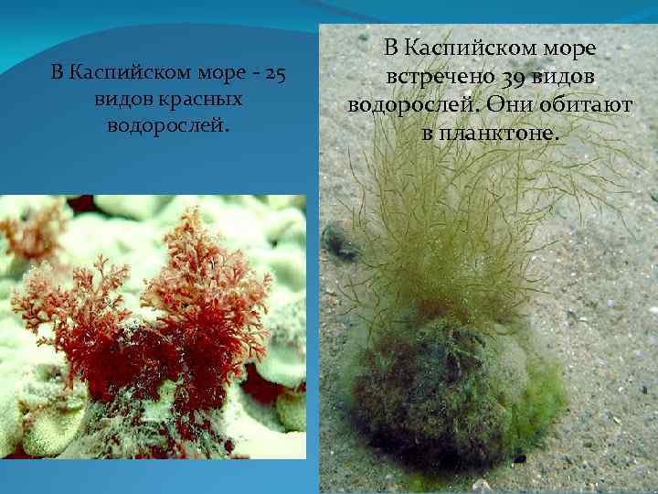 Растения каспийского моря