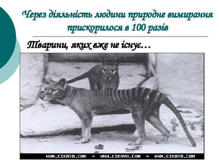 Через діяльність людини природне вимирання прискорилося в 100 разів Тварини, яких вже не існує…