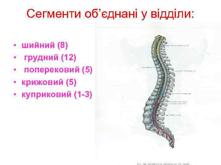 Сегменти об’єднані у відділи: • • • шийний (8) грудний (12) поперековий (5) крижовий