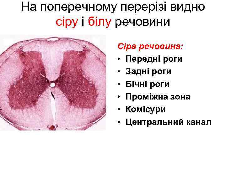 На поперечному перерізі видно сіру і білу речовини Сіра речовина: • Передні роги •