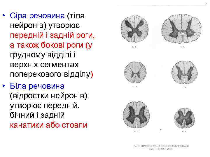  • Сіра речовина (тіла нейронів) утворює передній і задній роги, а також бокові