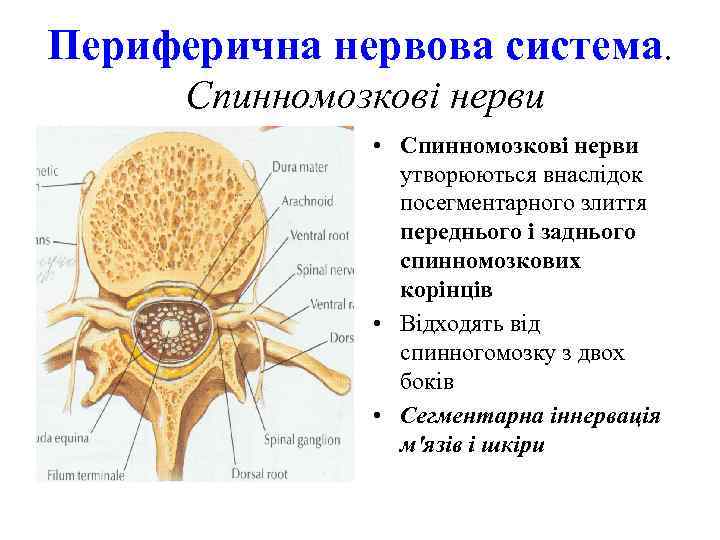 Периферична нервова система. Спинномозкові нерви • Спинномозкові нерви утворюються внаслідок посегментарного злиття переднього і