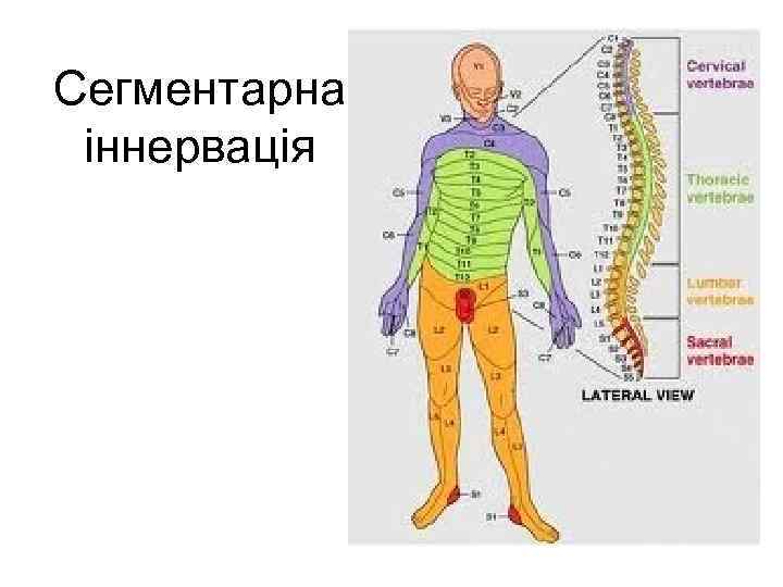 Сегментарна іннервація 
