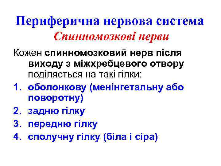 Периферична нервова система Спинномозкові нерви Кожен спинномозковий нерв після виходу з міжхребцевого отвору поділяється