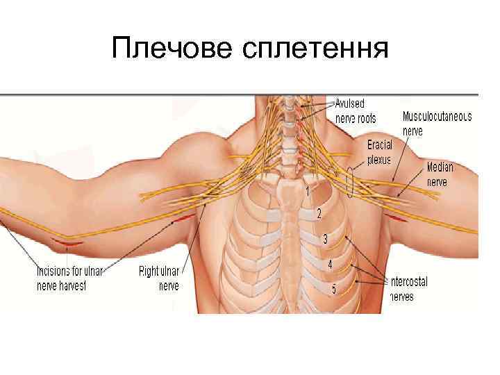 Плечове сплетення 