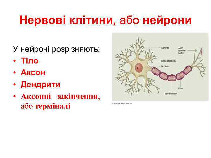 Нервові клітини, або нейрони У нейроні розрізняють: • Тіло • Аксон • Дендрити •