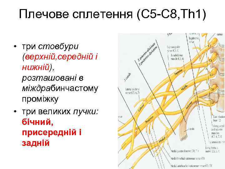 Плечове сплетення (С 5 -С 8, Th 1) • три стовбури (верхній, середній і