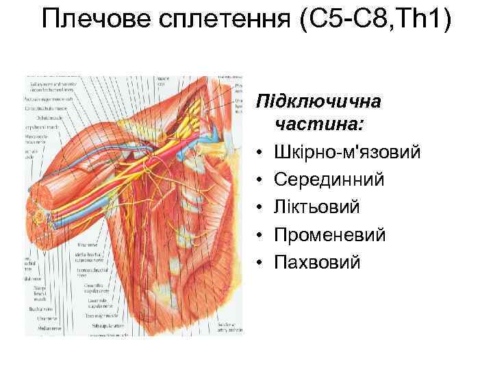 Плечове сплетення (С 5 -С 8, Th 1) Підключична частина: • Шкірно-м'язовий • Серединний