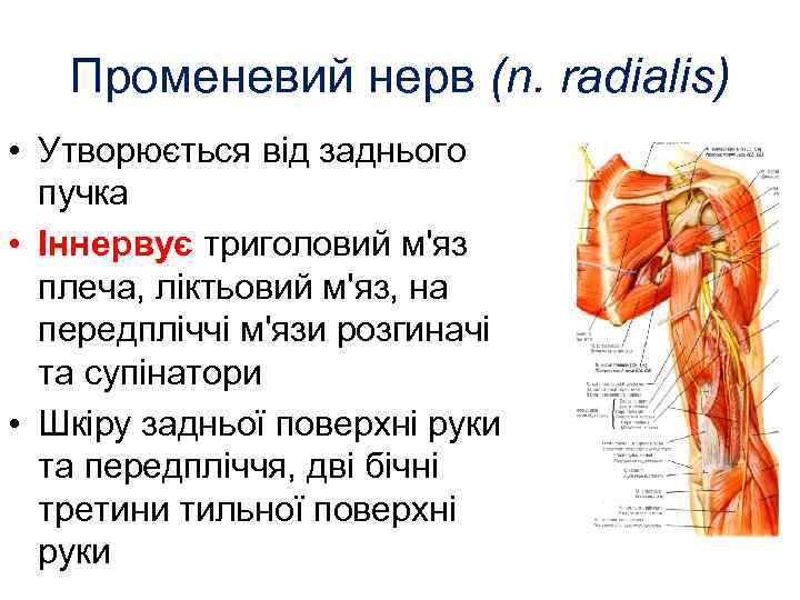 Променевий нерв (n. radialis) • Утворюється від заднього пучка • Іннервує триголовий м'яз плеча,