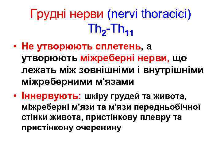 Грудні нерви (nervi thoracici) Th 2 -Th 11 • Не утворюють сплетень, а утворюють
