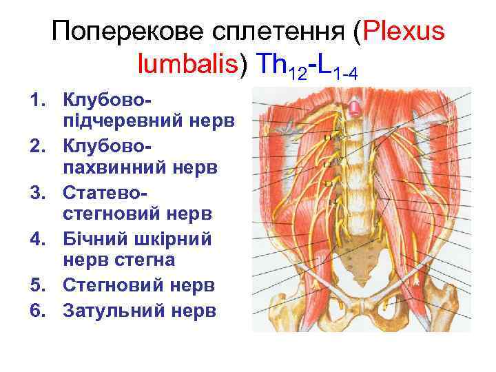 Поперекове сплетення (Plexus lumbalis) Th 12 -L 1 -4 1. Клубовопідчеревний нерв 2. Клубовопахвинний