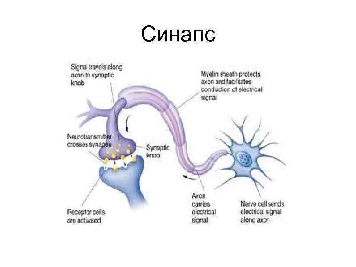 Синапс 