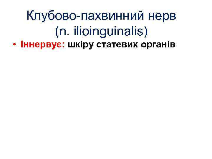 Клубово-пахвинний нерв (n. ilioinguinalis) • Іннервує: шкіру статевих органів 