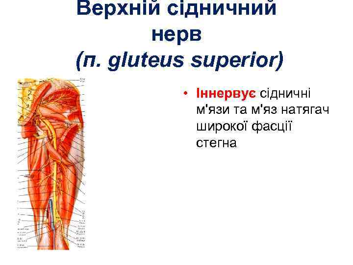 Верхній сідничний нерв (п. gluteus superior) • Іннервує сідничні м'язи та м'яз натягач широкої