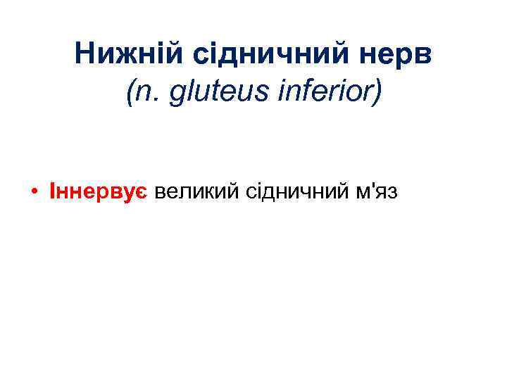 Нижній сідничний нерв (n. gluteus inferior) • Іннервує великий сідничний м'яз 