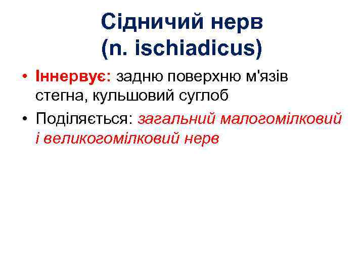 Сідничий нерв (n. ischiadicus) • Іннервує: задню поверхню м'язів стегна, кульшовий суглоб • Поділяється: