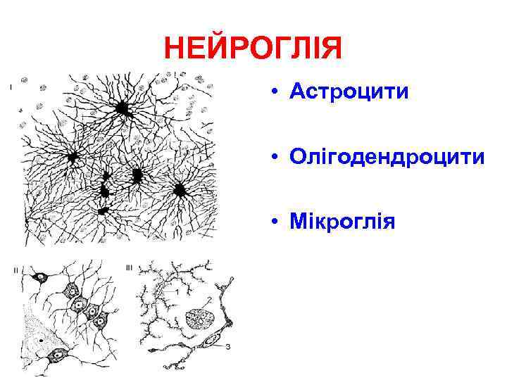 НЕЙРОГЛІЯ • Астроцити • Олігодендроцити • Мікроглія 