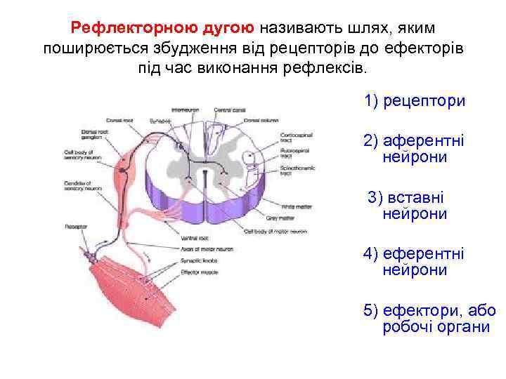 Рефлекторною дугою називають шлях, яким поширюється збудження від рецепторів до ефекторів під час виконання